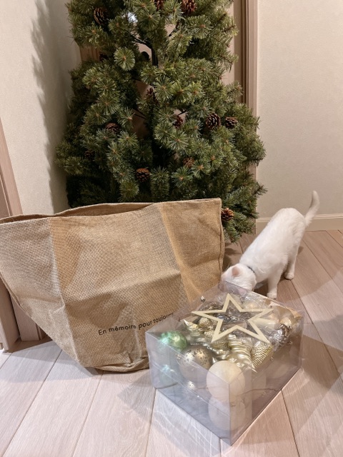 悩んで悩んで、ついに勇気を出して買ってしまった物 : 柴犬 悩んで悩んで、ついに勇気を出して買ってしまった物 : 柴犬