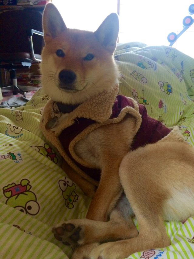 柴犬が寒さに強い というのは絶対にウソですよ 柴犬どんぐり三毛猫たんぽぽ Powered By ライブドアブログ