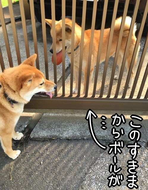 近所の柴犬の可愛すぎる行動。見てみたい、その姿 : 柴犬どんぐり三毛