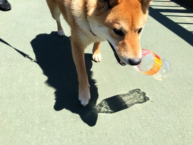 ポケモンgoを一生懸命プレイする母世代に癒される 柴犬どんぐり三毛猫たんぽぽ Powered By ライブドアブログ ポケモンgoを一生懸命プレイする母世代に癒される 柴犬どんぐり三毛猫たんぽぽ Powered By ライブドアブログ