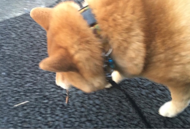 柴犬のおぞましく恐ろしすぎる趣味 潰し 柴犬どんぐり三毛猫たんぽぽ Powered By ライブドアブログ