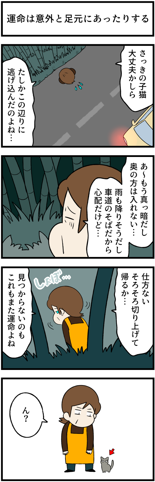 20211227運命の子猫2