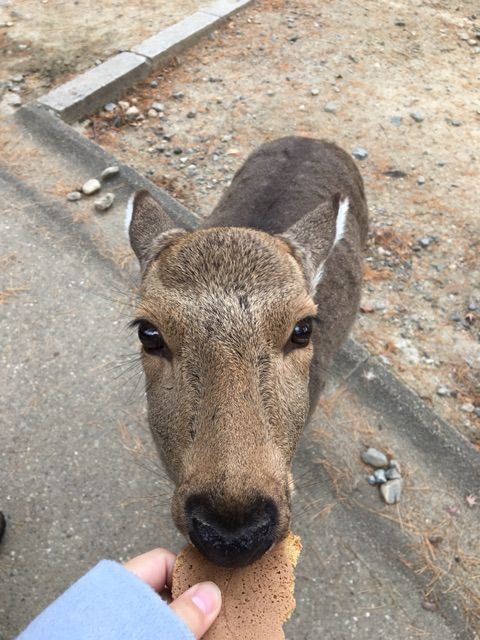 初めてシカと戯れに行ったらうちの柴犬に似てた 追記 柴犬どんぐり三毛猫たんぽぽ Powered By ライブドアブログ