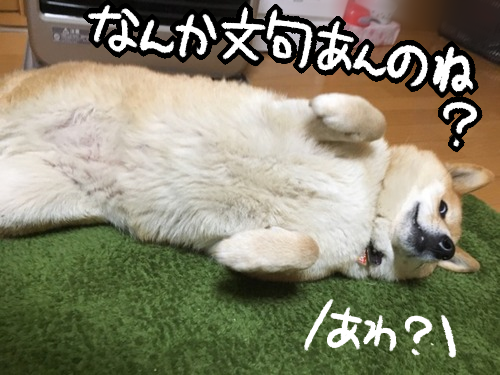 g1lqnsg7