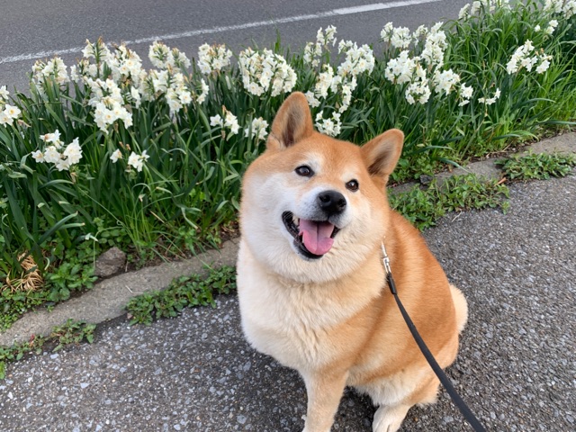 柴犬はエビのように脱皮する生き物だから 柴犬どんぐり三毛猫たんぽぽ Powered By ライブドアブログ