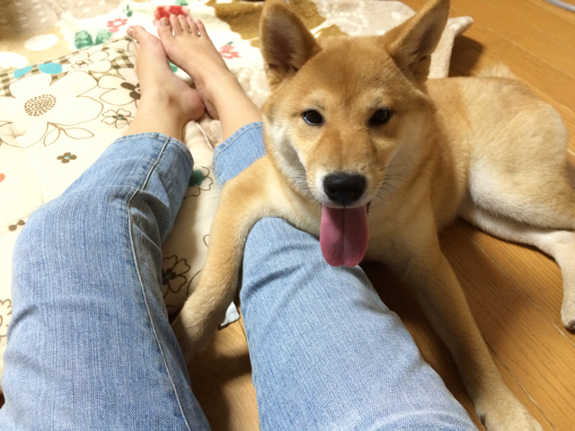 わんこの舌ってこんなに伸びるの 柴犬どんぐり三毛猫たんぽぽ Powered By ライブドアブログ わんこの舌ってこんなに伸びるの 柴犬どんぐり三毛猫たんぽぽ Powered By ライブドアブログ