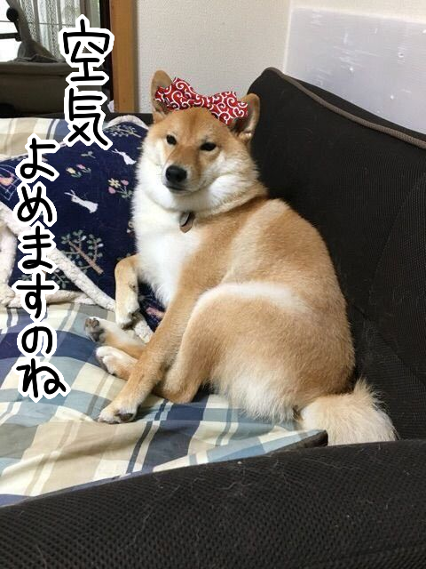 渾身のギャグと オシャレ柴or素柴 柴犬どんぐり三毛猫たんぽぽ Powered By ライブドアブログ 渾身のギャグと オシャレ柴or素柴 柴犬どんぐり三毛猫たんぽぽ Powered By ライブドアブログ