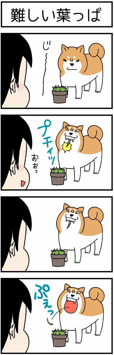 20170628葉っぱ21
