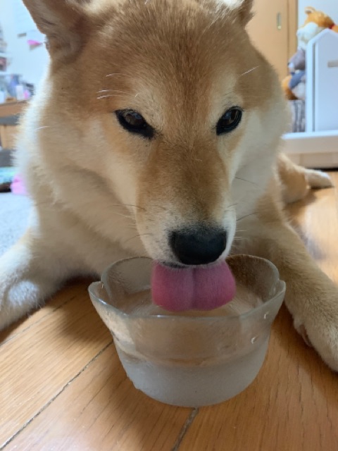 無精な柴犬が水を飲む姿 : 柴犬どんぐり三毛猫たんぽぽ Powered by