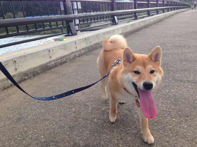 わんこの舌ってこんなに伸びるの 柴犬どんぐり三毛猫たんぽぽ Powered By ライブドアブログ