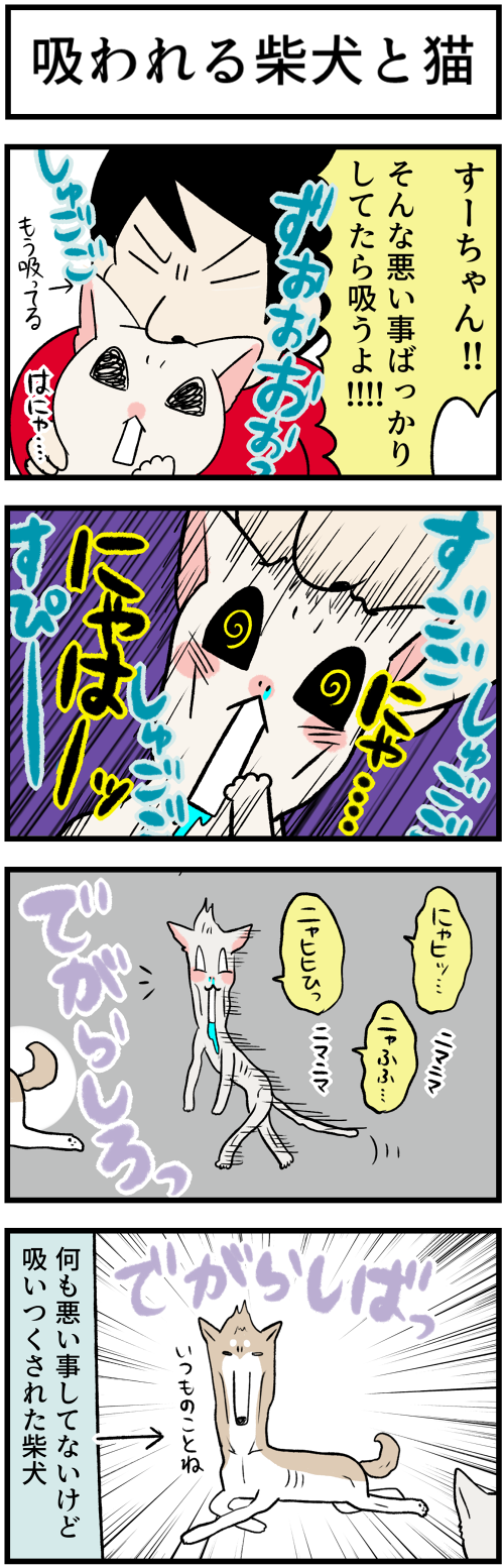 20230623吸われる柴犬と猫1