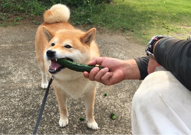 いい音 いい顔 キュウリを丸かじりする柴犬 柴犬どんぐり三毛猫たんぽぽ Powered By ライブドアブログ いい音 いい顔 キュウリを丸かじりする柴犬 柴犬どんぐり三毛猫たんぽぽ Powered By ライブドアブログ