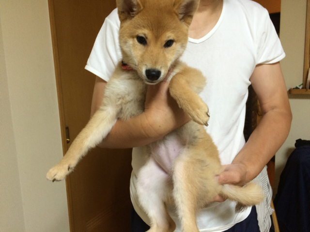 もうすぐ４キロ 体重測定６回目 柴犬どんぐり三毛猫たんぽぽ Powered By ライブドアブログ
