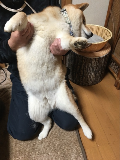 更新 嫌々ブラッシングされる換毛期の柴犬 柴犬どんぐり三毛猫たんぽぽ Powered By ライブドアブログ