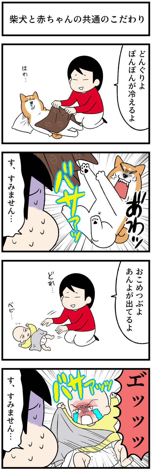 20230209柴犬と赤ちゃんの共通のこだわり1