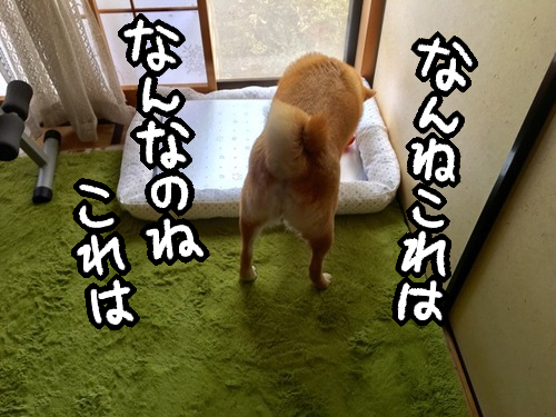 諦めないで 受け入れるまでに時間がかかる柴犬 柴犬どんぐり三毛猫たんぽぽ Powered By ライブドアブログ