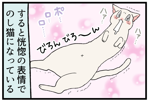 20260519かまってちゃん白猫5