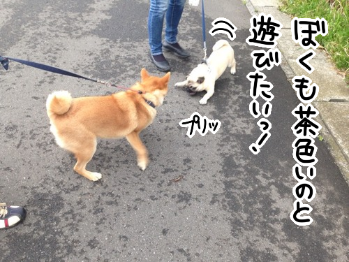 柴犬 パグの子犬と遊ぶ 子犬と精神年齢がほぼ同じ 柴犬どんぐり三毛猫たんぽぽ Powered By ライブドアブログ