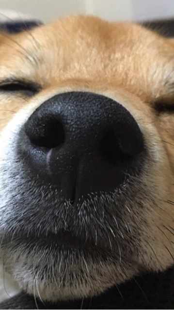 コレは何だ 柴犬 鼻から謎の白い物体を出す 柴犬どんぐり三毛猫たんぽぽ Powered By ライブドアブログ