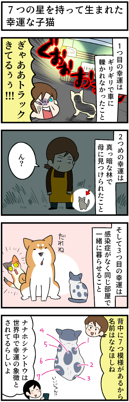 20220320幸運な子猫1