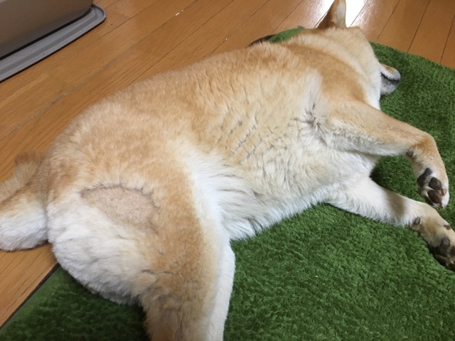 とうとうあの瞬間が訪れてしまった悲しみ 柴犬どんぐり三毛猫たんぽぽ Powered By ライブドアブログ とうとうあの瞬間が訪れてしまった悲しみ 柴犬どんぐり三毛猫たんぽぽ Powered By ライブドアブログ