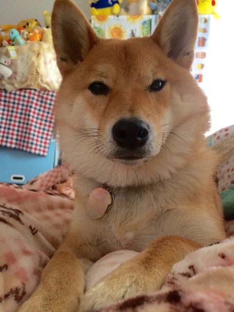 柴犬の壁紙作ったのでよかったら使ってね 柴犬どんぐり三毛猫たんぽぽ Powered By ライブドアブログ