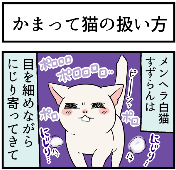20260519かまってちゃん白猫1