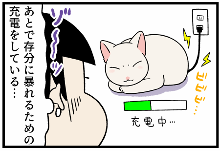深夜に暴れる猫をどうにかしようとしたけど失敗した話 柴犬どんぐり三毛猫たんぽぽ Powered By ライブドアブログ