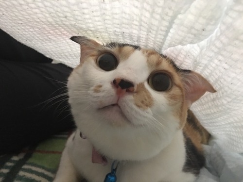 新しい秘密基地を見つけて瞳孔が開いた猫 柴犬どんぐり三毛猫たんぽぽ Powered By ライブドアブログ