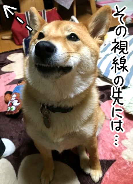 柴犬の好きな果物は そして ゴキゲン耳 が大好き 柴犬どんぐり三毛猫たんぽぽ Powered By ライブドアブログ 柴犬の好きな果物は そして ゴキゲン耳 が大好き 柴犬どんぐり三毛猫たんぽぽ Powered By ライブドアブログ