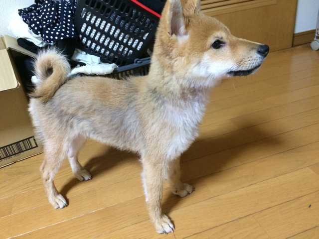 柴犬なのに どんぐりの心配事 柴犬どんぐり三毛猫たんぽぽ Powered By ライブドアブログ