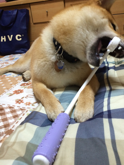 もしかしたら肩こりしている犬 柴犬どんぐり三毛猫たんぽぽ Powered By ライブドアブログ もしかしたら肩こりしている犬 柴犬どんぐり三毛猫たんぽぽ Powered By ライブドアブログ