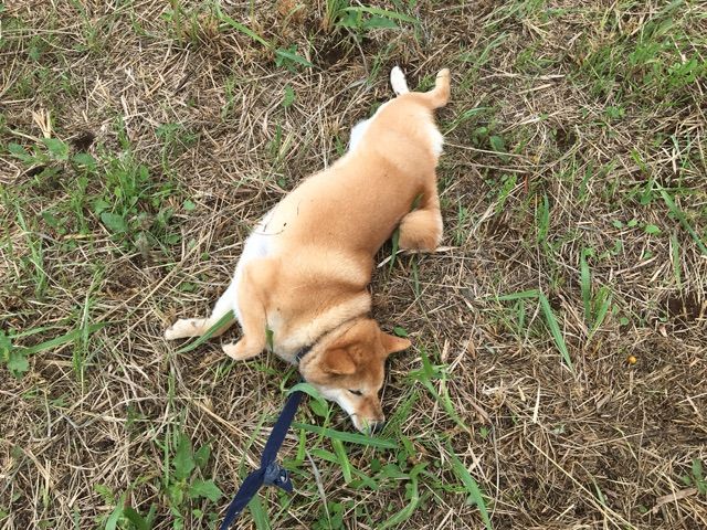 はじめて犬にダニがついちゃいました 柴犬どんぐり三毛猫たんぽぽ Powered By ライブドアブログ