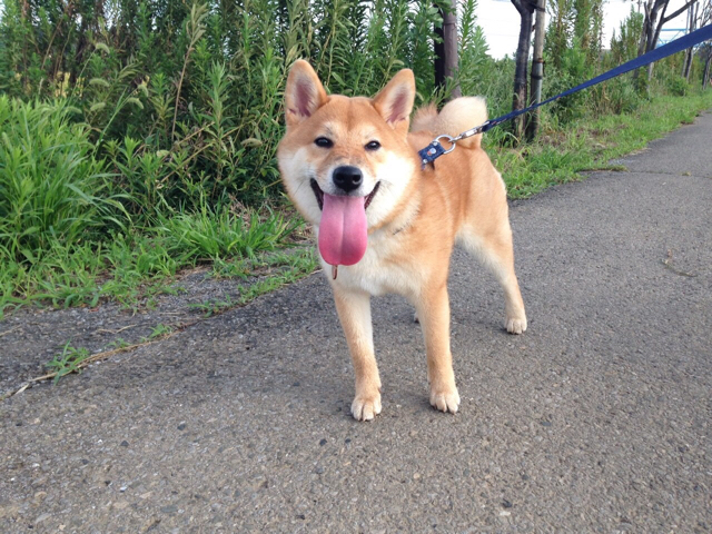 わんこの舌ってこんなに伸びるの 柴犬どんぐり三毛猫たんぽぽ Powered By ライブドアブログ