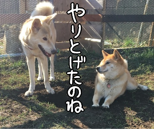 やりとげた犬達の 掘った穴鑑賞会 柴犬どんぐり三毛猫たんぽぽ Powered By ライブドアブログ
