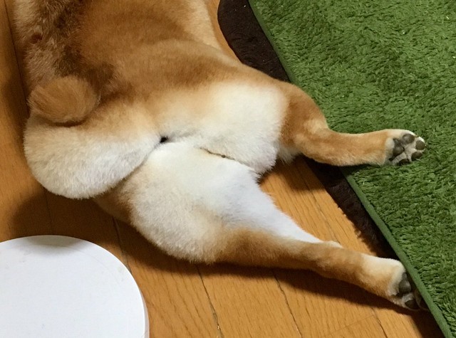 柴犬のお尻をモフモフしてみた 柴犬どんぐり三毛猫たんぽぽ Powered By ライブドアブログ