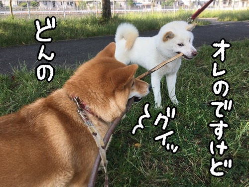 犬とは他の犬が遊んでいるおもちゃを欲しがる生き物である 柴犬どんぐり三毛猫たんぽぽ Powered By ライブドアブログ