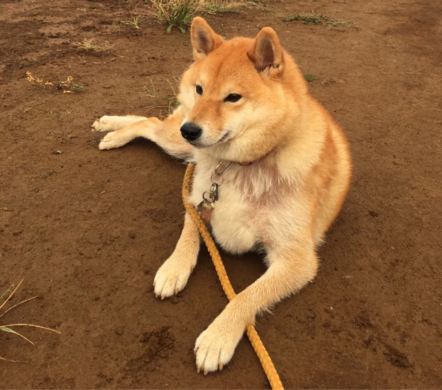 プレ伏見稲荷として神社へ視察に行く柴犬 柴犬どんぐり三毛猫たんぽぽ Powered By ライブドアブログ