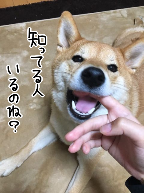 気まぐれ犬の 子犬の頃と変わらない甘え方 柴犬どんぐり三毛猫たんぽぽ Powered By ライブドアブログ 気まぐれ犬の 子犬の頃と変わらない甘え方 柴犬どんぐり三毛猫たんぽぽ Powered By ライブドアブログ