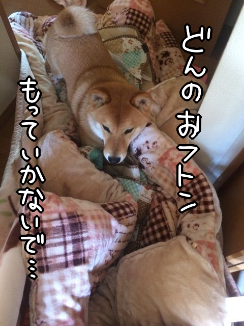 布団に執着する柴犬 茶色いお布団奉行 柴犬どんぐり三毛猫たんぽぽ Powered By ライブドアブログ