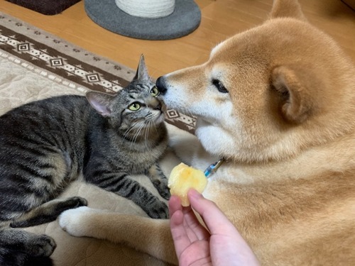 柴犬の好物のアレに興味がある野良猫 : 柴犬どんぐり三毛猫たんぽぽ