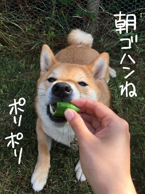 強奪 そして世界一おいしそうにキュウリを食べる柴犬 柴犬どんぐり三毛猫たんぽぽ Powered By ライブドアブログ 強奪 そして世界一おいしそうにキュウリを食べる柴犬 柴犬どんぐり三毛猫たんぽぽ Powered By ライブドアブログ