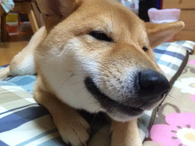 どんぐりと初めてのコタツ 柴犬とコタツの相性は 柴犬どんぐり三毛猫たんぽぽ Powered By ライブドアブログ どんぐりと初めてのコタツ 柴犬とコタツの相性は 柴犬どんぐり三毛猫たんぽぽ Powered By ライブドアブログ