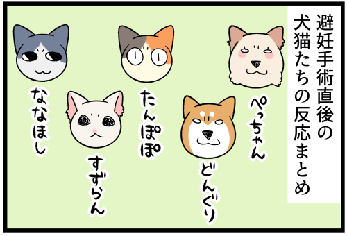 避妊手術から帰ってきた犬猫たちの反応まとめ : 柴犬どんぐり三毛猫