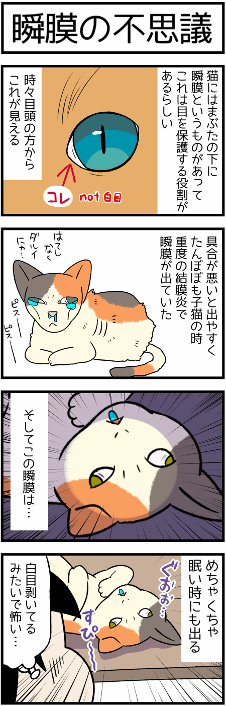 20210220瞬膜1