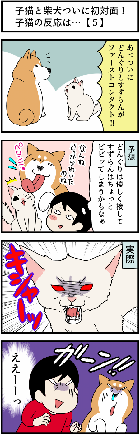 20210920子猫の反応1
