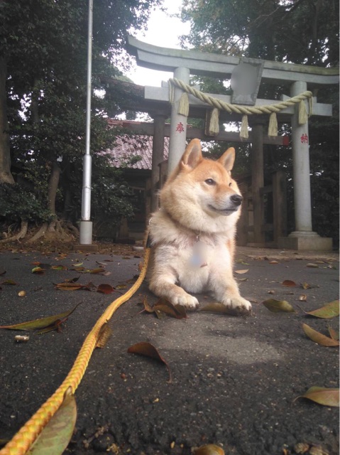 プレ伏見稲荷として神社へ視察に行く柴犬 柴犬どんぐり三毛猫たんぽぽ Powered By ライブドアブログ
