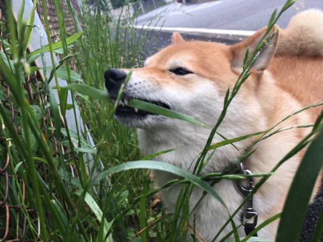 並んでご飯を食べる柴犬と三毛猫 柴犬どんぐり三毛猫たんぽぽ Powered By ライブドアブログ