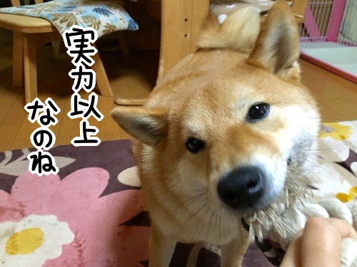 qhoo655p