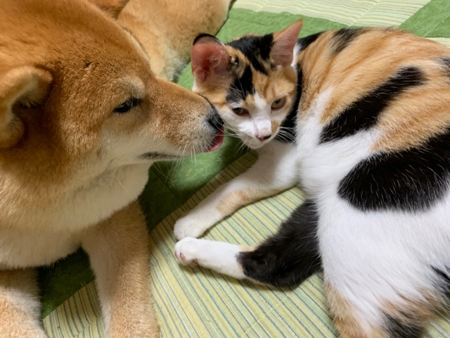 柴犬には1度もアレをしたことない猫に、ダメ元で交渉してみた : 柴犬